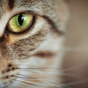 kat-closeup-istock